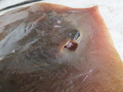 Hemitrygon laevigata