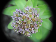 Hylotelephium anacampseros