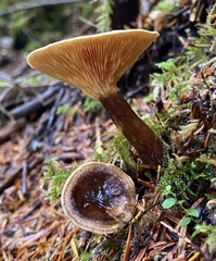 Hygrophoropsis rufa