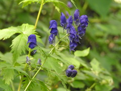 Aconitum degenii