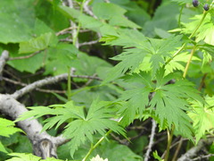 Aconitum degenii