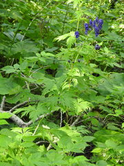 Aconitum degenii