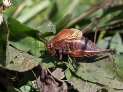 Psorodonotus