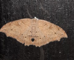 Coelurotricha curvilinea