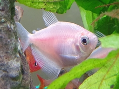 Gymnocorymbus ternetzi