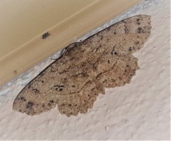 Bryoptera subbrunnea