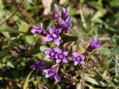 Gentianella caucasea