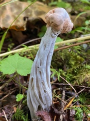 Hypomyces cervinigenus