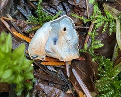 Hypomyces cervinigenus