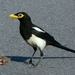 Yellow-billed Magpie - Photo (c) Linda Tanner, some rights reserved (CC BY-NC-ND)