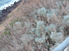 Artemisia arborescens