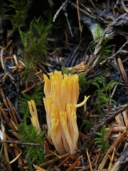 Ramaria sandaracina chondrobasis