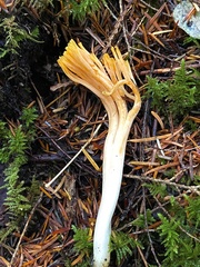 Ramaria sandaracina chondrobasis