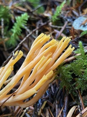 Ramaria sandaracina chondrobasis