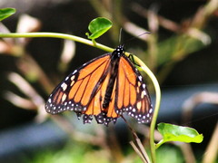 Danaus plexippus