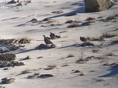 Tetraogallus caucasicus