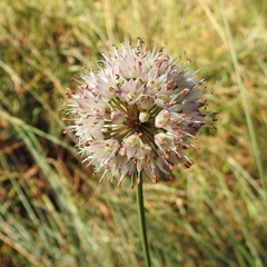 Allium suaveolens