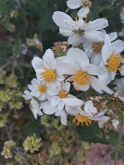 Montanoa leucantha