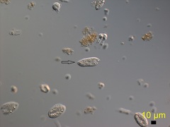 Cryptomonas rostratiformis