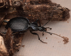 Scaphinotus interruptus