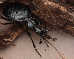 Scaphinotus interruptus