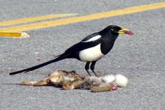 Yellow-Billed Magpie photo 3
