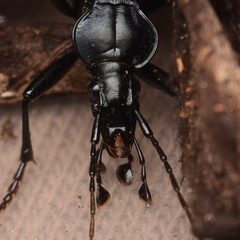 Scaphinotus interruptus