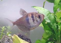 Gymnocorymbus ternetzi