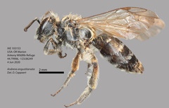 Andrena angustitarsata