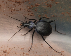 Scaphinotus interruptus