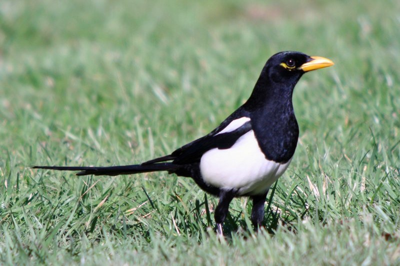 Yellow-Billed Magpie