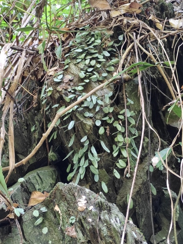 Lemmaphyllum microphyllum iNat (2)