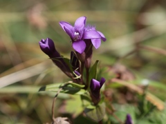 Gentianella caucasea