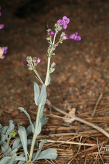 Penstemon patens
