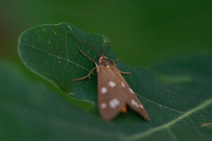 Dysauxes punctata