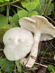 Clitocybe dilatata