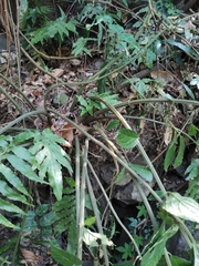 Elatostema stewardii
