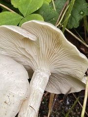 Clitocybe dilatata