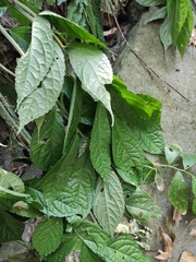 Elatostema stewardii