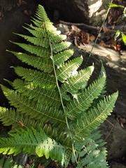 Deparia okuboana