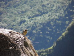 Falco sparverius peruvianus
