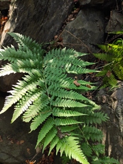Deparia okuboana