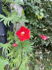 Ipomoea × multifida