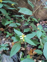 Indocypraea montana