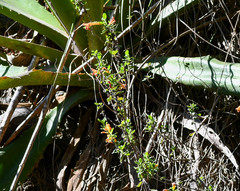 Clinopodium tomentosum