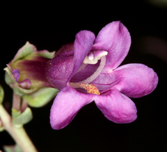 Penstemon patens