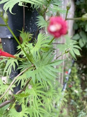 Ipomoea × multifida