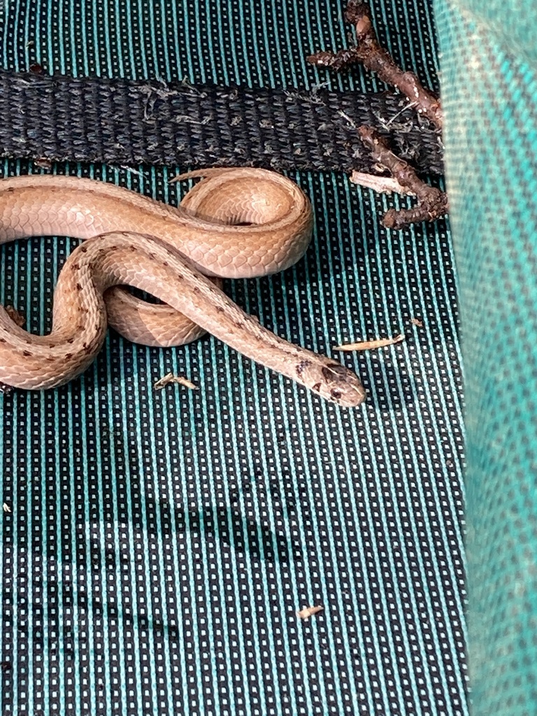 Dekay's Brownsnake from Craig Rd, Dickson City, PA, US on October 08 ...