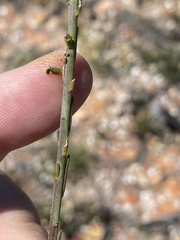 Polygala wittebergensis