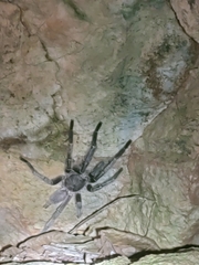 Chilobrachys